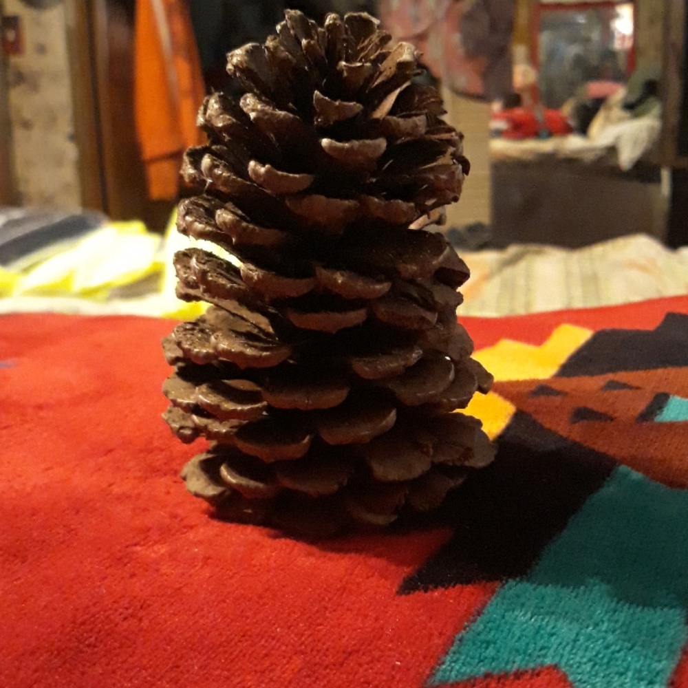 Pinecones